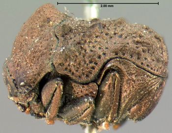 Media type: image; Entomology 9337   Aspect: habitus lateral view
